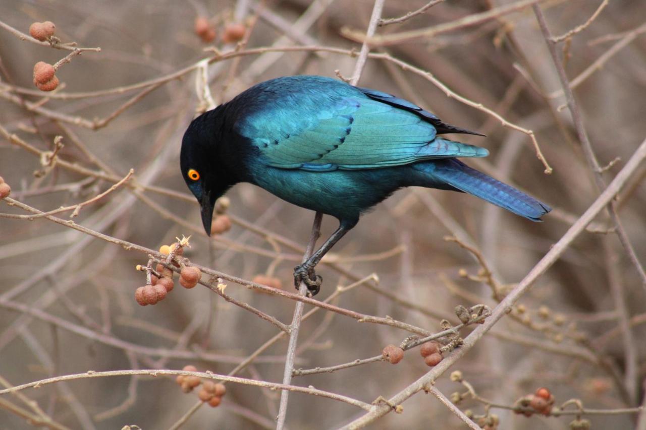 Thuhlo Lodge Hoedspruit Buitenkant foto