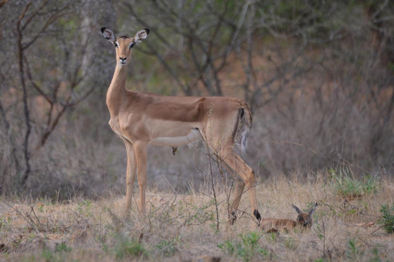Thuhlo Lodge Hoedspruit Buitenkant foto