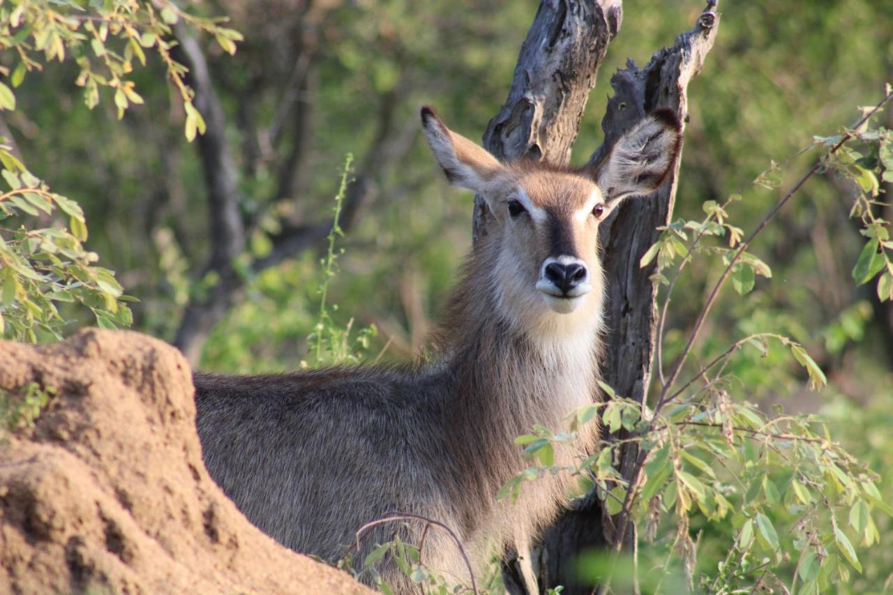 Thuhlo Lodge Hoedspruit Buitenkant foto